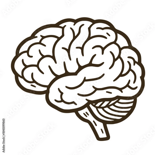 Obraz human brain vector illustration