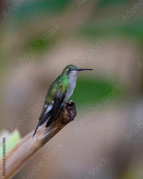 Fototapeta Cuban emerald