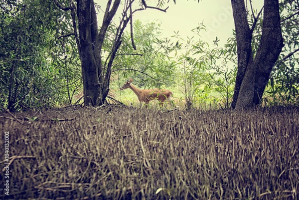 Fototapeta Roe deer in forest