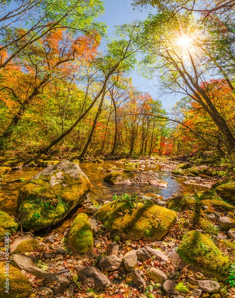 Fototapeta Золотая осень в тайге, Mellow autumn