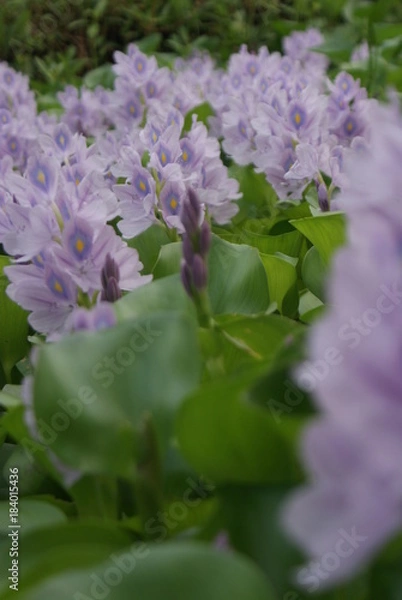Obraz flowers are blooming in the fields