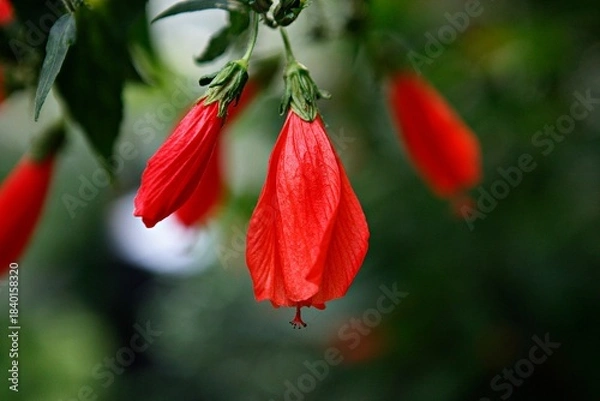 Obraz 말바비스커스,