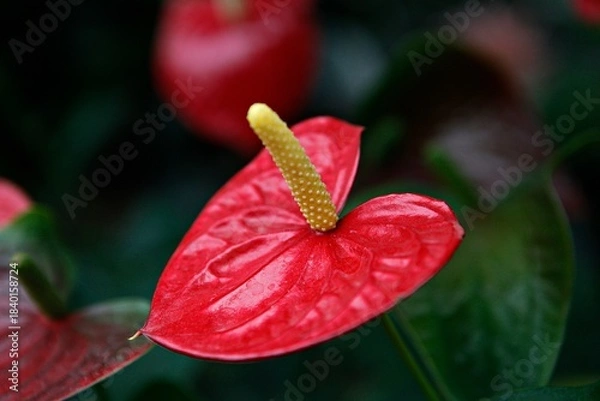 Obraz 플라밍고,안스리움,