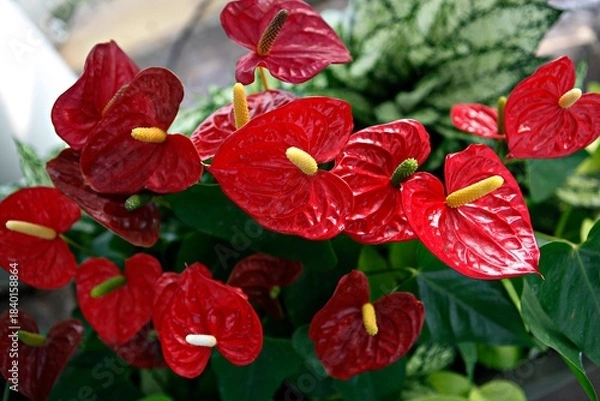 Obraz 플라밍고,안스리움,