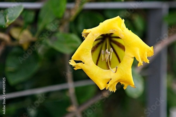 Obraz 엔젤트럼펫,쟈카란다, 