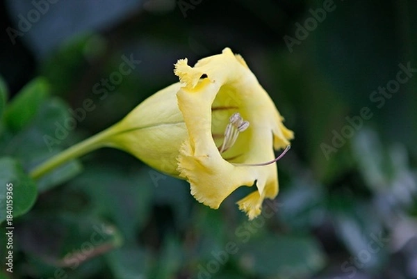 Obraz 엔젤트럼펫,쟈카란다, 