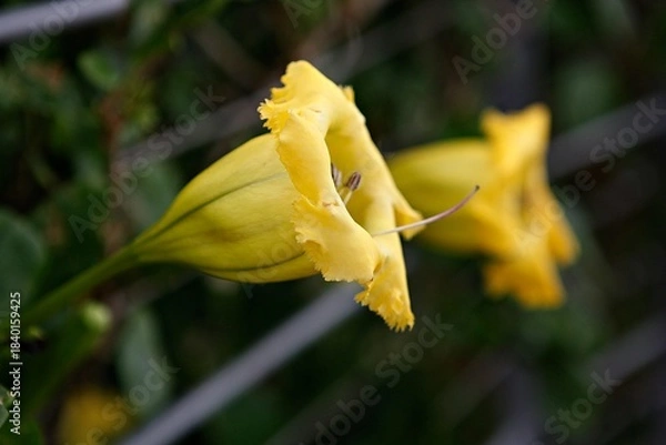 Obraz 엔젤트럼펫,쟈카란다, 