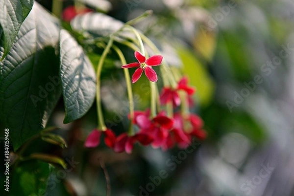 Obraz 사군자,아메리칸메리골드, 