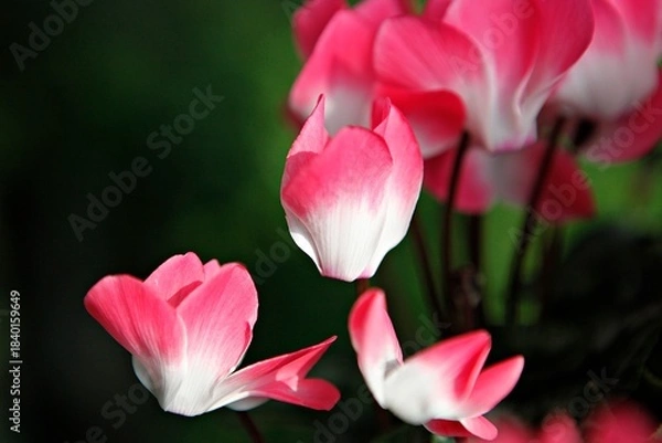 Obraz 엔젤트럼펫,쟈카란다, 