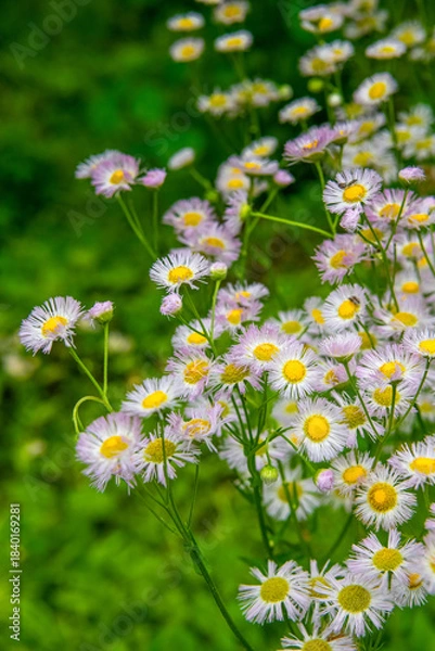 Fototapeta The image shows a Philadelphia Fleabane Erigeron philadelphicus , also known as Robin's Plantain