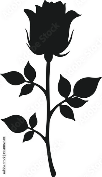 Fototapeta rose vector illustration