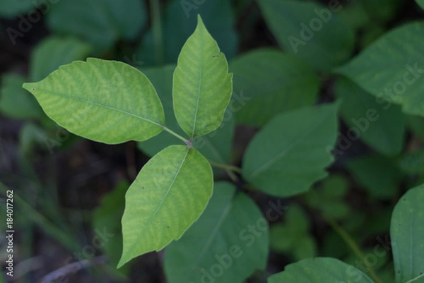 Obraz Poison Ivy Plants