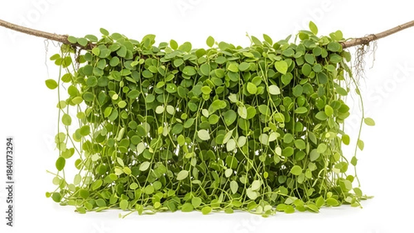 Obraz Delicate green vine cascading gracefully from a natural branch, creating a lush and organic curtain of foliage, perfect for natural decor and botanical themes