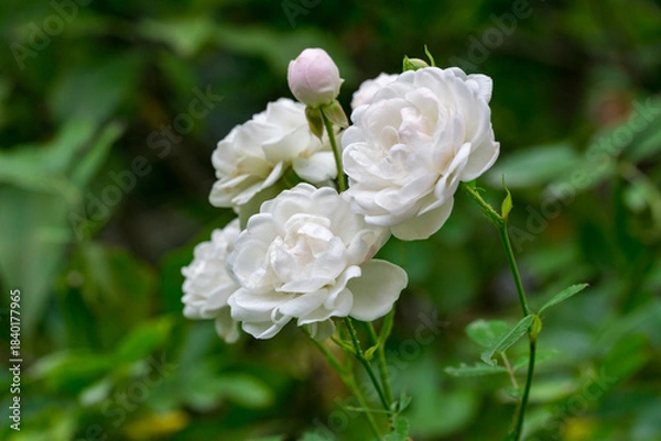 Obraz Cluster of pristine white shrub rose 'Sea Foam'in full bloom, their delicate petals glowing against soft, blurred green garden backdrop, with single unopened bud adding anticipation