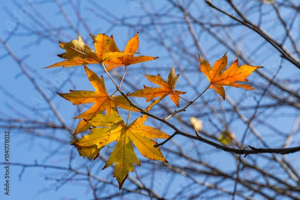 Obraz Close-up of autumn foliages of Liquidambar styraciflua, commonly called American sweetgum (Amber tree) in shades of yellow, orange, and green hang from branch against clear blue sky