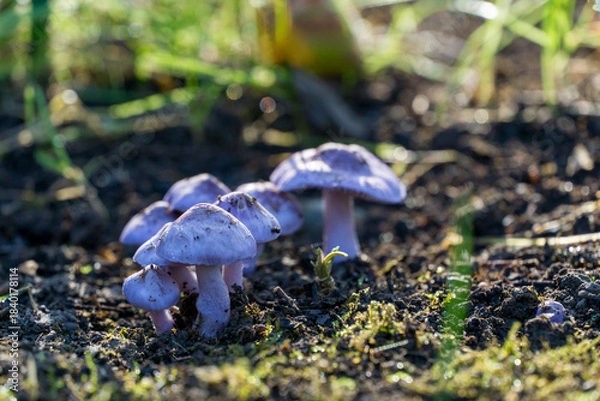Obraz Group of pale purple mushrooms Inocybe geophylla var. lilacina  known as the earthy inocybe is poisonous mushroom with conical caps growing in moist, dark soil by sunlight
