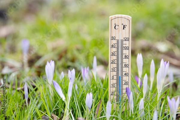 Fototapeta Thermometer with crocus flowers on a meadow, sunny day in spring, measure the temperature, weather forecast