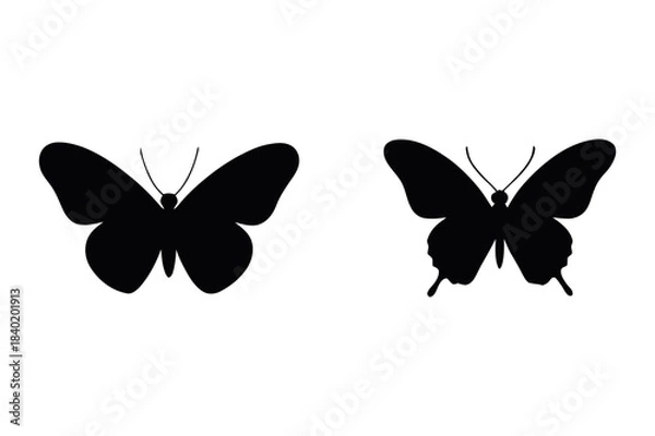 Obraz butterfly isolated on white background