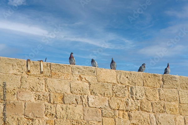Obraz pigeons on the wall