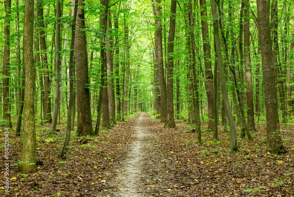 Obraz Forest trees. Nature green wood sunlight backgrounds