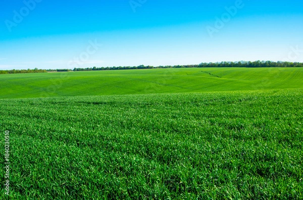 Obraz green field and blue sky