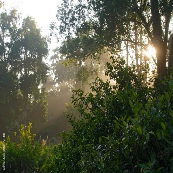 Obraz Sunbeams through misty forest