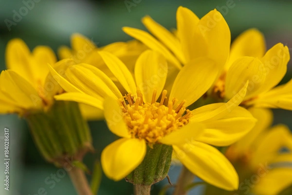 Fototapeta crested leopard