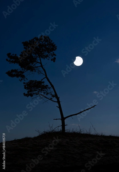 Obraz A beautiful partial solar eclipse in the skies over the Baltic Sea with pine tree silhouettes. A summer scenery shot through an ND filter in Latvia, Europe.