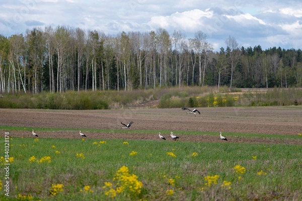 Fototapeta Storks lifting into flight over open fields