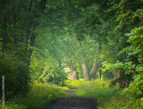 Obraz A beautiful summer forest landscape with a road. A seasonal scenery of woodlands in Latvia, Europe.