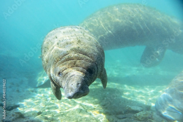 Fototapeta Florida manatees (Trichechus manatus latirostris) in Crystal River. Camera dipped from kayak while taking care not to disturb these protected mammals. Please follow all state/federal protection laws.