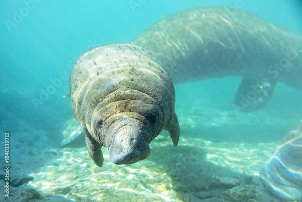 Fototapeta Florida manatees (Trichechus manatus latirostris) in Crystal River. Camera dipped from kayak while taking care not to disturb these protected mammals. Please follow all state/federal protection laws.
