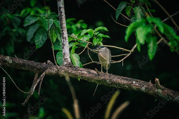 Obraz A little heron perched on a branch in a dark forest, surrounded by lush green foliage. The bird is facing the viewer, with a focused expression.