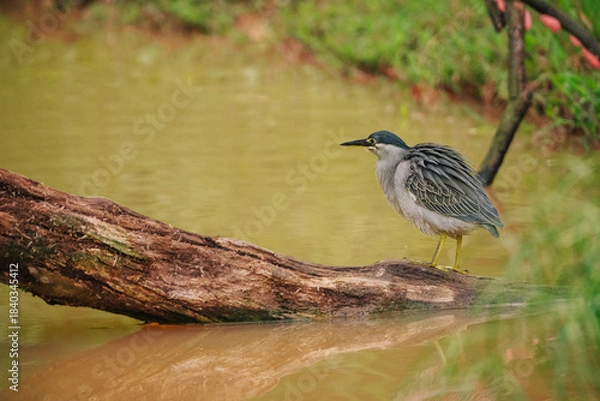 Obraz A grey little heron stands on a weathered log in a murky, shallow wetland. The bird is alert, looking out over the water. Reflections of the trees and sky are visible in the water.