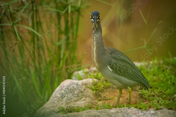 Obraz A dark-colored little heron stands on a rocky bank amidst lush greenery. The bird is sharply focused, with a detailed texture, and a shallow depth of field creates a blurred background.