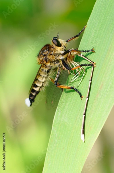 Fototapeta モノサシトンボを捕食するシオヤアブ