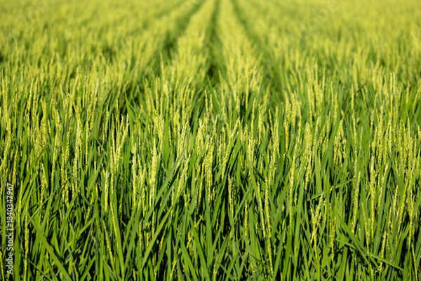 Obraz 稲作素材　米