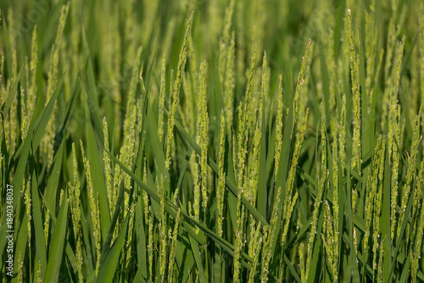 Obraz 米素材　穂をだした稲