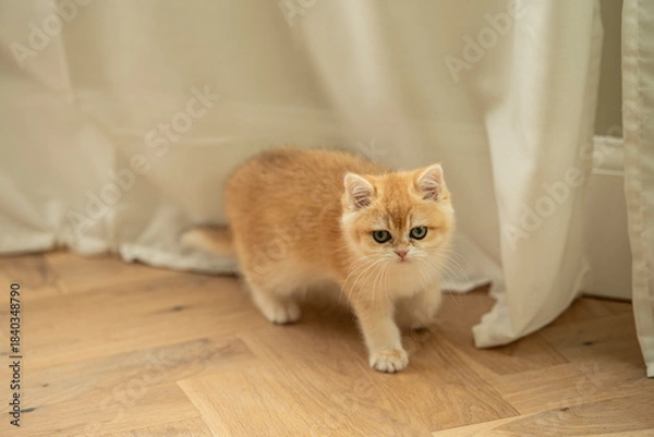 Fototapeta A Golden British Shorthair Kitten looks at the camera as she playfully walks on a hardwood floor next to white curtains in the living room of a house in Edinburgh, Scotland, UK