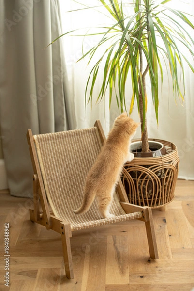 Fototapeta A tiny Golden British Shorthair Kitten stands on a small chair and leans on a plant pot on a hardwood floor in the living room of a house in Edinburgh, Scotland, UK