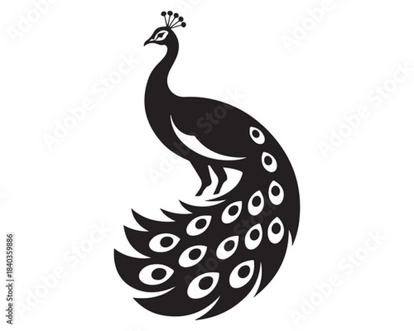 Obraz peacock isolated on white,peacock vector illustration