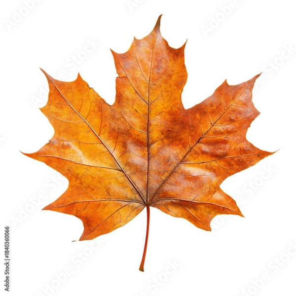 Fototapeta Autumn maple leaf isolated on white and transparent background