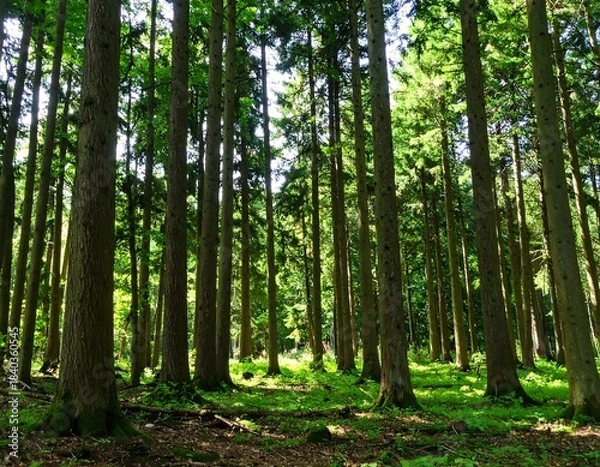 Obraz Sunlight filters through dense evergreen forest