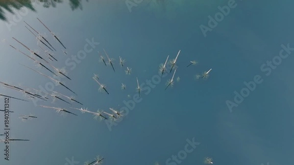 Fototapeta Aerial perspective showcasing submerged trees with delicate branches in serene blue water, creating a peaceful natural scene that highlights the beauty of aquatic ecosystems