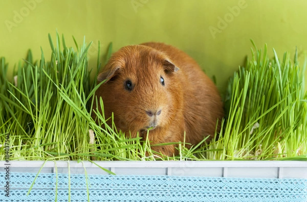 Obraz Морская свинка в зеленой траве