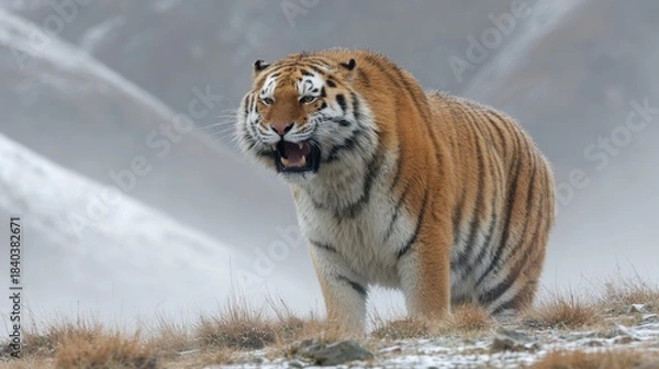 Fototapeta Tiger standing on snowy ground with mouth open