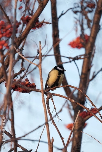 Obraz great tit parus major