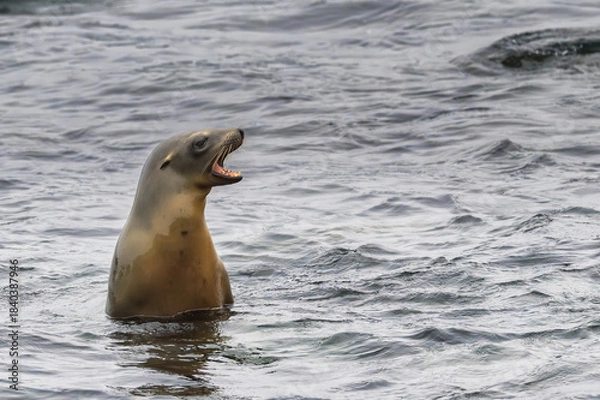 Obraz 2024-09-24 A LONE ADULT SEA LION IN THE PACIFIC OCEAN NEAR THE LA JOLLA COVE LOOKING LEFT AND BEARING ITS TEETH