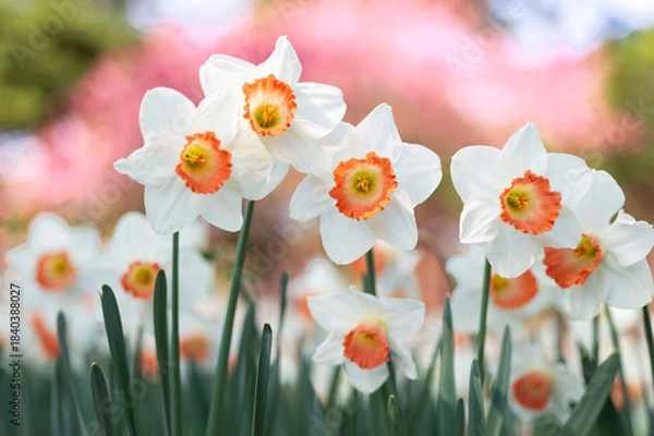 Fototapeta 白いスイセン