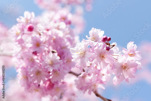 Fototapeta 春の晴天にしだれ桜